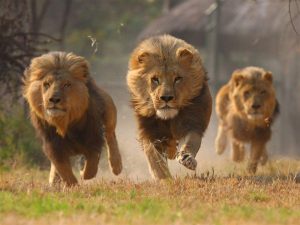 Predatory animals