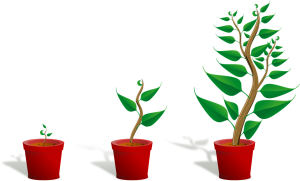 Vegetation